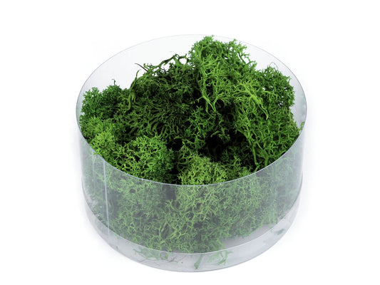 Stabilizovaný mech 20 g v krabičce